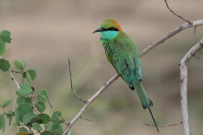 Little Green Bee-eater, Uda Walawe NP, Sri Lanka