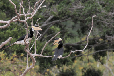 Malabar Pied Hornbill, Yala NP, Sri Lanka