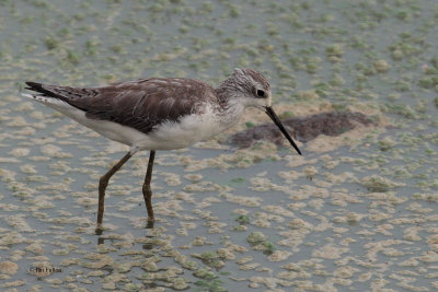 Marsh Sandpiper, Uda Walawe NP, Sri Lanka