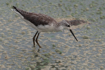 Marsh Sandpiper, Uda Walawe NP, Sri Lanka