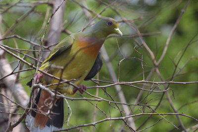 Orange-breasted Green-pigeon, Uda Walawe NP, Sri Lanka