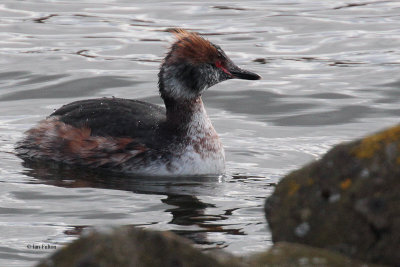 Slavonian Grebe, Hogganfield Loch-Glasgow, Clyde