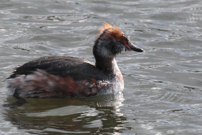 Slavonian Grebe, Hogganfield Loch-Glasgow, Clyde