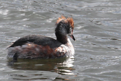 Slavonian Grebe, Hogganfield Loch-Glasgow, Clyde