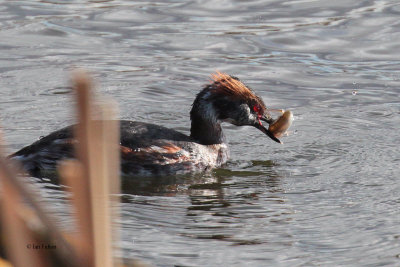 Slavonian Grebe, Hogganfield Loch-Glasgow, Clyde