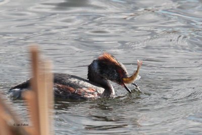 Slavonian Grebe, Hogganfield Loch-Glasgow, Clyde