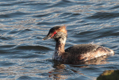 Slavonian Grebe, Hogganfield Loch-Glasgow, Clyde