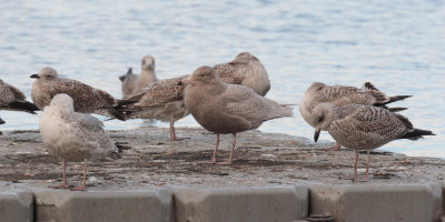 Glaucous Gull, Hogganfield Loch-Glasgow, Clyde