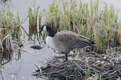 Canada Goose, Hogganfield Loch-Glasgow, Clyde
