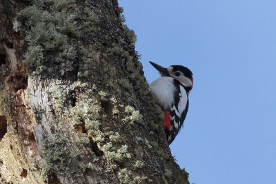 Great Spotted Woodpecker, Drymen, Clyde