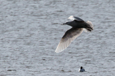 Iceland Gull, Loch Indaal, Islay