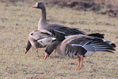 Greenland White-fronted Geese, Islay