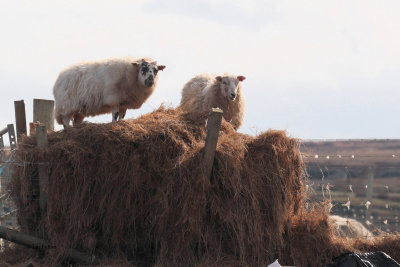 Sheep, Sanaigmore Bay, Islay