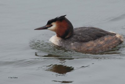 Great Crested Grebe, Hogganfield Loch, Glasgow