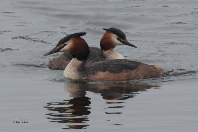 Great Crested Grebe, Hogganfield Loch, Glasgow