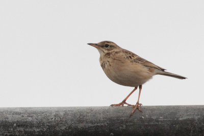 Paddyfield Pipit, Horton Plains NP, Sri Lanka