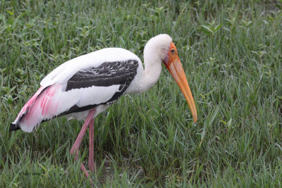 Painted Stork, Bundala NP, Sri Lanka