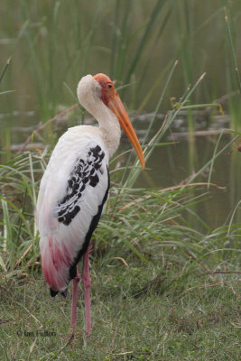 Painted Stork, Bundala NP, Sri Lanka