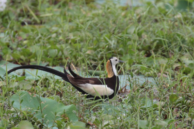 Pheasant-tailed Jacana, Tissamaharama, Sri Lanka