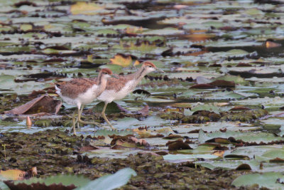 Pheasant-tailed Jacana, Tamarind Tree Hotel, Sri Lanka