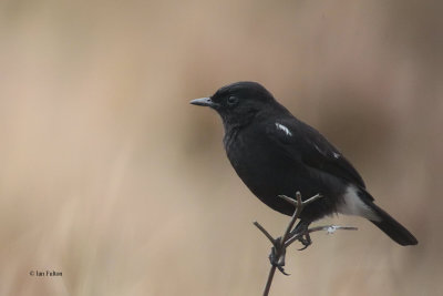 Pied Bushchat, Nuwara Eliya, Sri Lanka