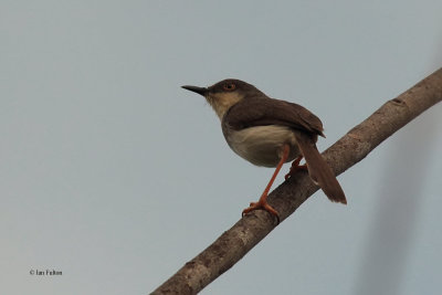 Plain Prinia, Uda Walawe NP, Sri Lanka