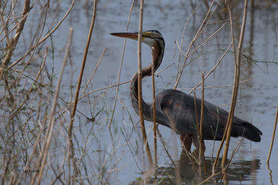 Purple Heron, Uda Walawe NP, Sri Lanka