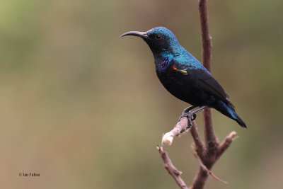 Purple Sunbird, Yala NP, Sri Lanka