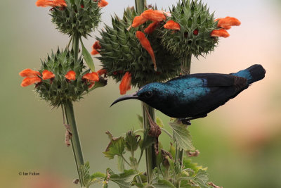 Purple Sunbird, Yala NP, Sri Lanka