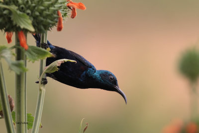 Purple Sunbird, Yala NP, Sri Lanka