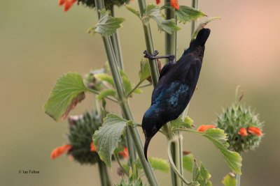 Purple Sunbird, Yala NP, Sri Lanka