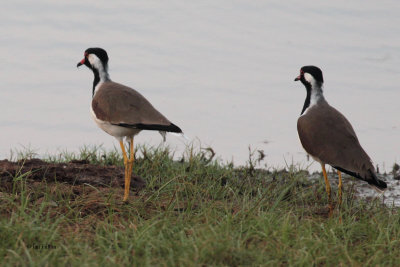 Red-wattled Lapwing, Yala NP, Sri Lanka