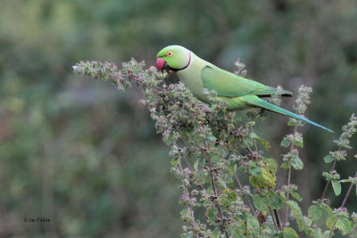 Rose-ringed Parakeet, Uda Walawe NP, Sri Lanka