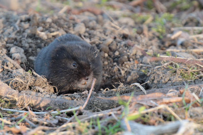 Water Vole, Glasgow