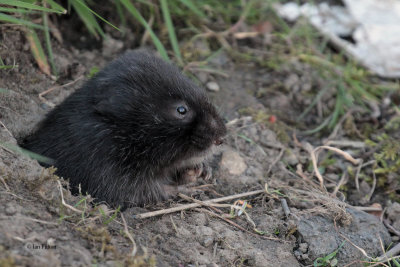 Water Vole, Glasgow