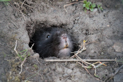 Water Vole, Glasgow