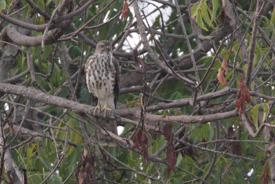 Shikra (juvenile), Uda Walawe NP, Sri Lanka