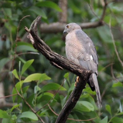 Shikra, Tamarind Tree Hotel, Sri Lanka