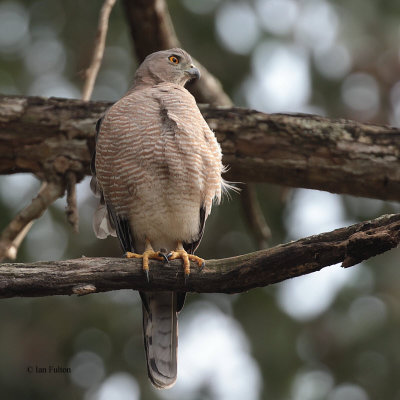 Shikra, Tamarind Tree Hotel, Sri Lanka