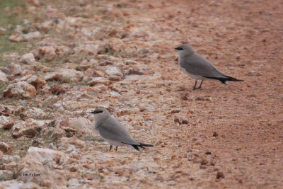 Small Pratincole, Bundala NP, Sri Lanka