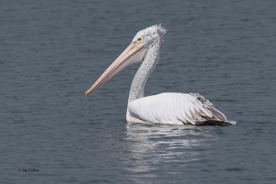 Spot-billed Pelican, Uda Walawe NP, Sri Lanka