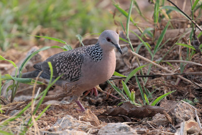 Spotted Dove, Kithulgala, Sri Lanka