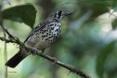 Spot-winged Thrush, Sinharaja NP, Sri Lanka