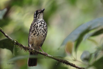 Spot-winged Thrush, Sinharaja NP, Sri Lanka