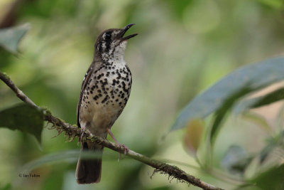 Spot-winged Thrush, Sinharaja NP, Sri Lanka