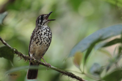 Spot-winged Thrush, Sinharaja NP, Sri Lanka