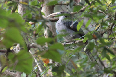 Sri Lanka Grey Hornbill, Sinharaja NP, Sri Lanka