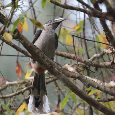 Sri Lanka Grey Hornbill, Sinharaja NP, Sri Lanka