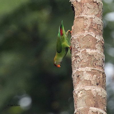Sri Lanka Hanging Parrot, Kithulgala, Sri Lanka