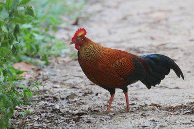 Sri Lanka Junglefowl, Sinharaja NP, Sri Lanka